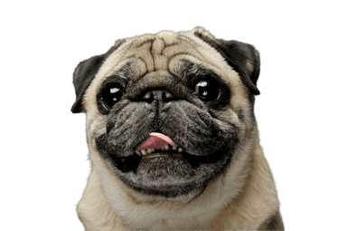 Mops Mops