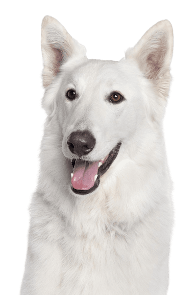 Berger blanc suisse