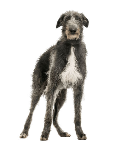 Deerhound Deerhound