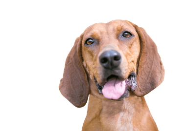Redbone Coonhound Redbone Coonhound