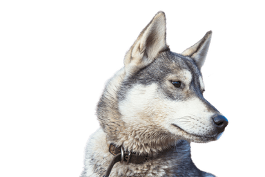 Laika de Sibérie occidentale Laika de Sibérie occidentale
