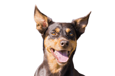 Kelpie Kelpie