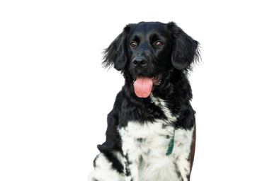 Chien d´arret Frison Chien d´arret Frison