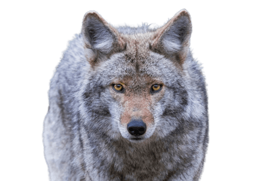 Coyote
