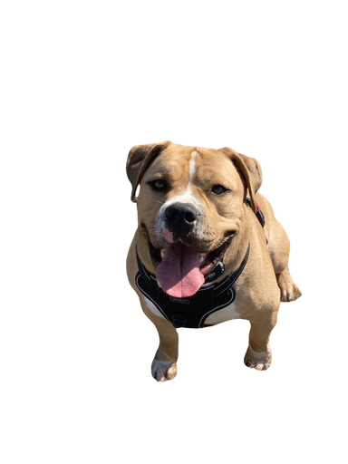 EngAm Bulldog EngAm Bulldog