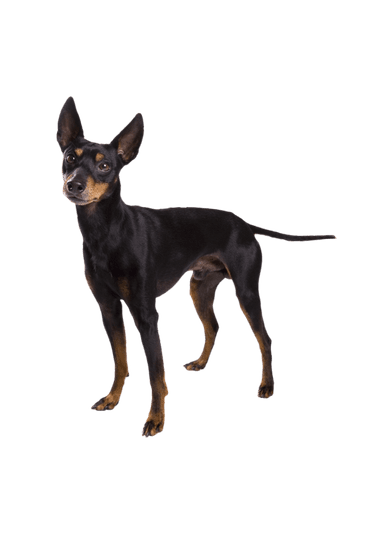 English Toy Terrier English Toy Terrier