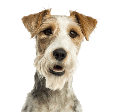 Fox Terrier Fox Terrier