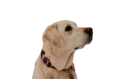Golden Labrador Golden Labrador