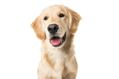 Retriever Golden Retriever Golden