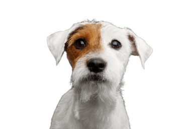Terrier du reverend Russell