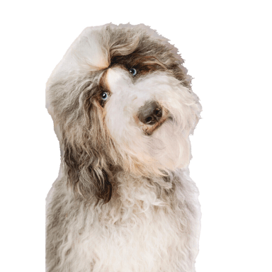 Sheepadoodle Sheepadoodle