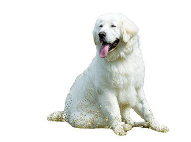 Kuvasz Kuvasz