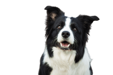 Collie border Collie border