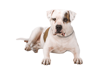 Bouledogue américain Bouledogue américain