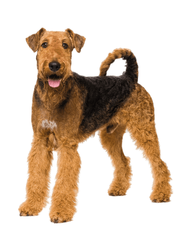 Airedale Terrier Airedale Terrier