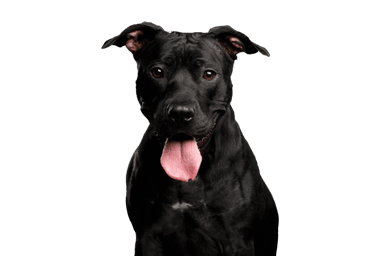 American Pit Bull Terrier American Pit Bull Terrier