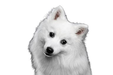 Spitz Japonais Spitz Japonais