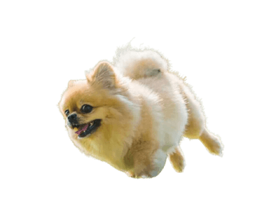 Peek-A-Pom Peek-A-Pom