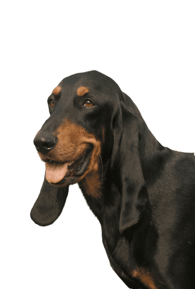 Chien de course jurassien Chien de course jurassien
