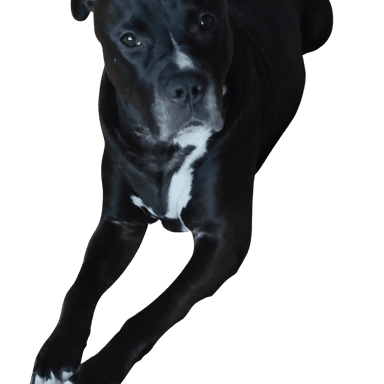 Presa Canario Pitbull Mix Presa Canario Pitbull Mix