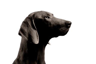 Weimaraner Weimaraner