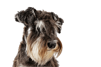 Schnauzer nain Schnauzer nain