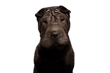 Shar Pei Shar Pei