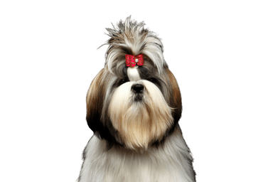 Shih Tzu Shih Tzu