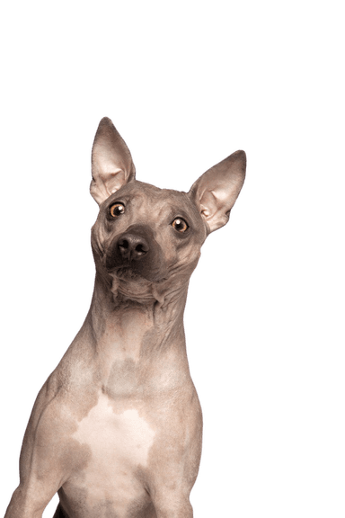 American Hairless Terrier American Hairless Terrier