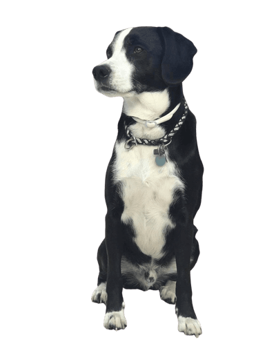 Braque tyrolien Collie Mix Braque tyrolien Collie Mix