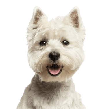 Westiepoo Westiepoo