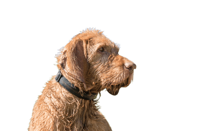 Drótszőrű vizsla Drótszőrű vizsla