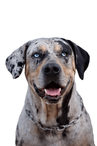 Louisiana Catahoula Leopárd kutya Louisiana Catahoula Leopárd kutya