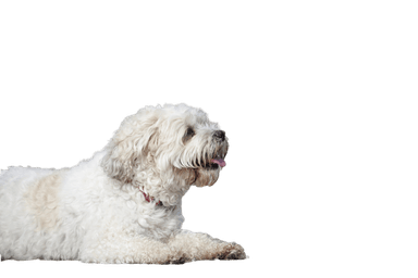 Shichon Shichon