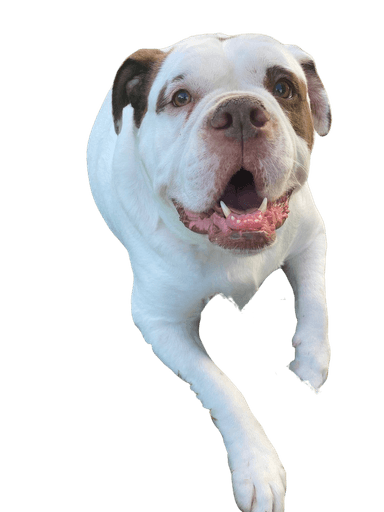 Alapaha Blue Blood Bulldog Alapaha Blue Blood Bulldog