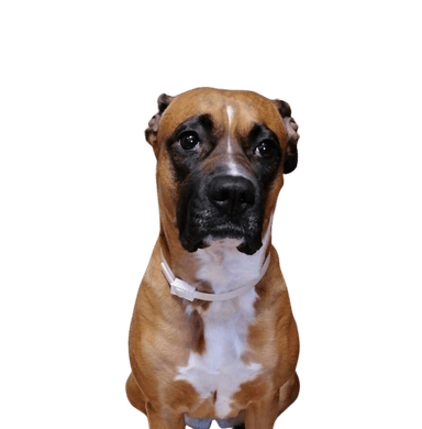 Bullboxer Amerikai Staffordshire Bullboxer Amerikai Staffordshire
