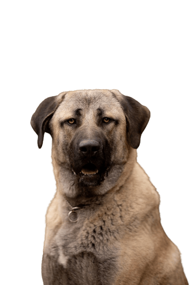 Kangal Kangal