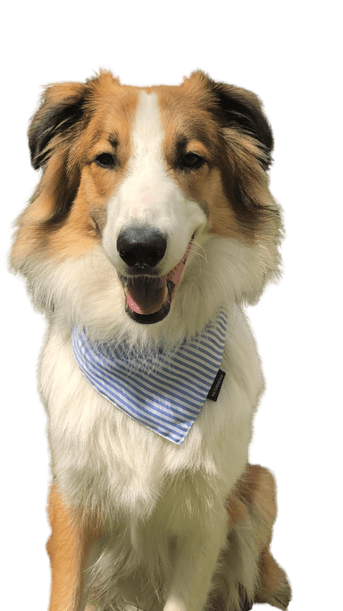 Aussie Collie Aussie Collie