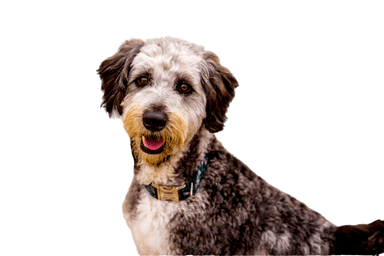 Aussiedoodle Aussiedoodle
