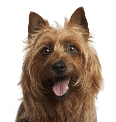 Ausztrál terrier Ausztrál terrier