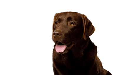 Labrador retriever Labrador retriever