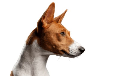 Basenji Basenji
