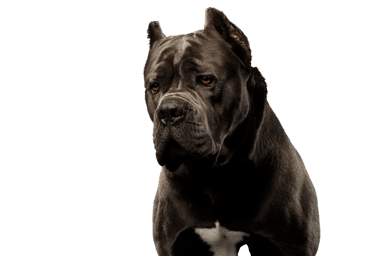 Cane Corso Cane Corso