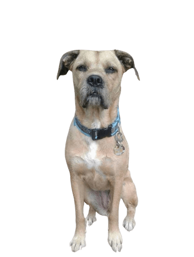 Boxer Schnauzer