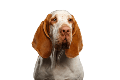 Bracco Italiano Bracco Italiano