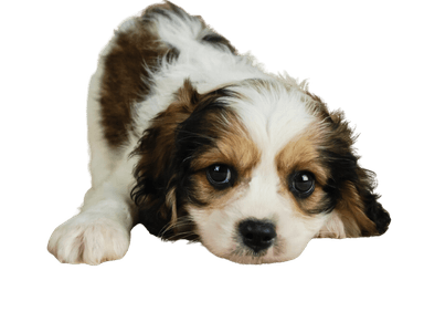 Cavachon Cavachon