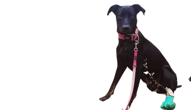 Doberdor Doberdor