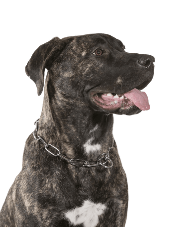Presa Canario Presa Canario