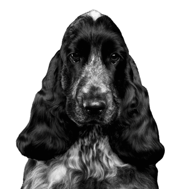Cocker spániel Cocker spániel