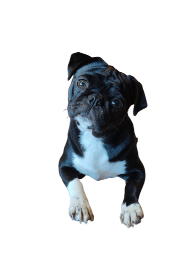 Frenchie mopsz Frenchie mopsz